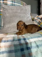 Sapphire, a male Miniature Dachshund for sale in Nappanee, IN – 7 of 7