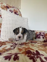 Mia, a female English Bulldog and Beagle for sale in Nappanee, IN – 2 of 4