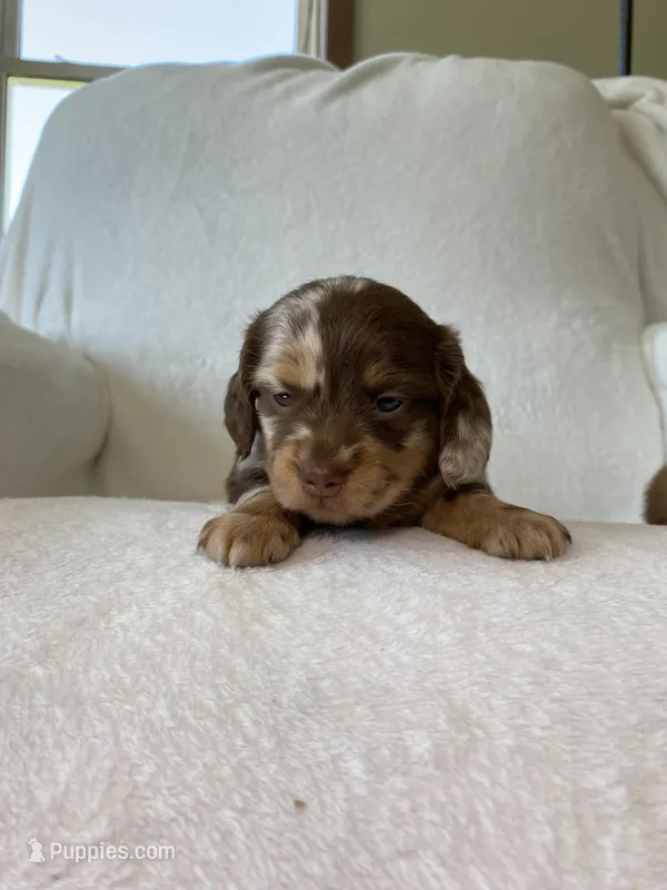 Marley – Miniature Dachshund puppy on hold in Nappanee, IN