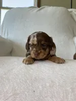 Marley, a female Miniature Dachshund for sale in Nappanee, IN – Photo 1 of 7