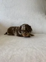 Marley, a female Miniature Dachshund for sale in Nappanee, IN – Photo 7 of 7