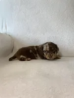 Marley, a female Miniature Dachshund for sale in Nappanee, IN – Photo 6 of 7