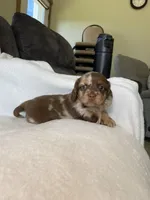 Marley, a female Miniature Dachshund for sale in Nappanee, IN – Photo 3 of 7