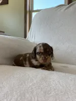 Marley, a female Miniature Dachshund for sale in Nappanee, IN – Photo 4 of 7