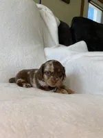 Marley, a female Miniature Dachshund for sale in Nappanee, IN – Photo 2 of 7