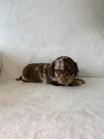 Marley, a female Miniature Dachshund for sale in Nappanee, IN – Photo 5 of 7