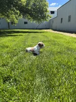 Rosie, a female English Bulldog for sale in Nappanee, IN – 3 of 6