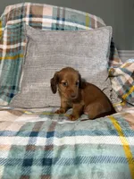 Sapphire, a male Miniature Dachshund for sale in Nappanee, IN – 2 of 7