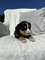 Chloe, a female Bernese Mountain Dog and Siberian Husky for sale in Nappanee, IN – 7 of 7