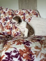 Sophie, a female English Bulldog and Beagle for sale in Nappanee, IN – 4 of 5