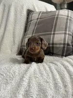 Charlie , a male Miniature Dachshund for sale in Nappanee, IN – 1 of 9