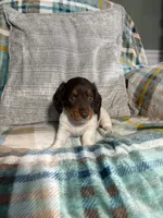 Charlie, a male Miniature Dachshund for sale in Nappanee, IN – 7 of 7