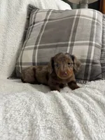 Charlie , a male Miniature Dachshund for sale in Nappanee, IN – 2 of 9