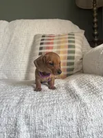 Maive, a female Miniature Dachshund for sale in Nappanee, IN – 4 of 7