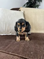 Winnie , a female Miniature Dachshund for sale in Nappanee, IN – 3 of 5