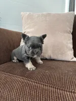 Tod, a male French Bulldog for sale in Nappanee, IN – Photo 3 of 7