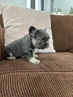 Tod, a male French Bulldog for sale in Nappanee, IN – Photo 2 of 7