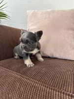 Tod, a male French Bulldog for sale in Nappanee, IN – Photo 1 of 7