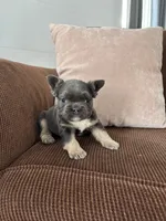 Tod, a male French Bulldog for sale in Nappanee, IN – Photo 5 of 7