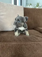 Tod, a male French Bulldog for sale in Nappanee, IN – Photo 4 of 7