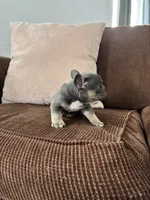 Jasmyn, a female French Bulldog for sale in Nappanee, IN – Photo 2 of 5