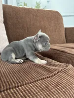 Jasmyn, a female French Bulldog for sale in Nappanee, IN – Photo 5 of 5