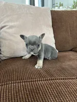 Jasmyn, a female French Bulldog for sale in Nappanee, IN – Photo 4 of 5