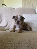 Nova, a female English Bulldog for sale in Nappanee, IN – 4 of 6
