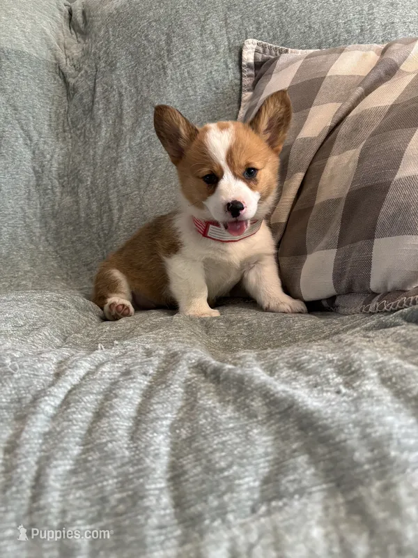 Janie – Pembroke Welsh Corgi puppy for sale in Nappanee, IN