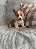Janie, a female Pembroke Welsh Corgi for sale in Nappanee, IN – 1 of 4