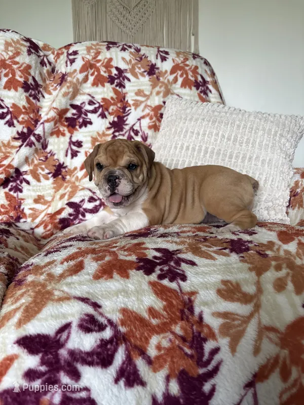 Jenny – English Bulldog, Beagle puppy for sale in Nappanee, IN