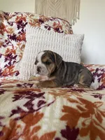 Chloe, a female English Bulldog and Beagle for sale in Nappanee, IN – 2 of 7