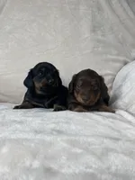 Bruce, a male Miniature Dachshund for sale in Nappanee, IN – 3 of 5