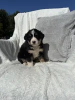 Sophie, a female Bernese Mountain Dog and Siberian Husky for sale in Nappanee, IN – 5 of 6