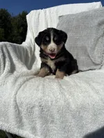 Chloe, a female Bernese Mountain Dog and Siberian Husky for sale in Nappanee, IN – 6 of 7