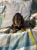 Jasper , a male Miniature Dachshund for sale in Nappanee, IN – 4 of 5