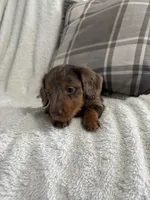 Charlie , a male Miniature Dachshund for sale in Nappanee, IN – 9 of 9