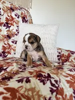 Chloe, a female English Bulldog and Beagle for sale in Nappanee, IN – 6 of 7