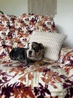Macy, a female English Bulldog for sale in Nappanee, IN – 2 of 8