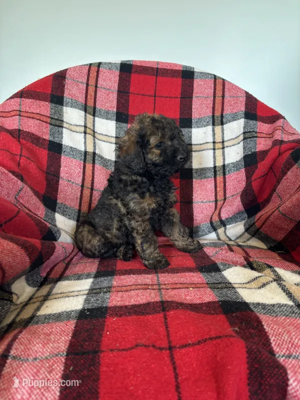Meka – Labradoodle puppy for sale in Nappanee, IN