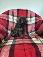 Meka, a male Labradoodle for sale in Nappanee, IN – 1 of 6