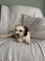 Logan, a male Cavapoo for sale in Nappanee, IN – 6 of 6