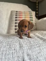 Maive, a female Miniature Dachshund for sale in Nappanee, IN – 5 of 7