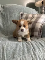  Chase, a male Pembroke Welsh Corgi for sale in Nappanee, IN – 4 of 5