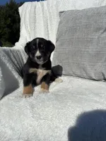 King, a male Bernese Mountain Dog and Siberian Husky for sale in Nappanee, IN – 5 of 5