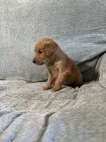 Teddy, a male Golden Retriever for sale in Nappanee, IN – 5 of 6