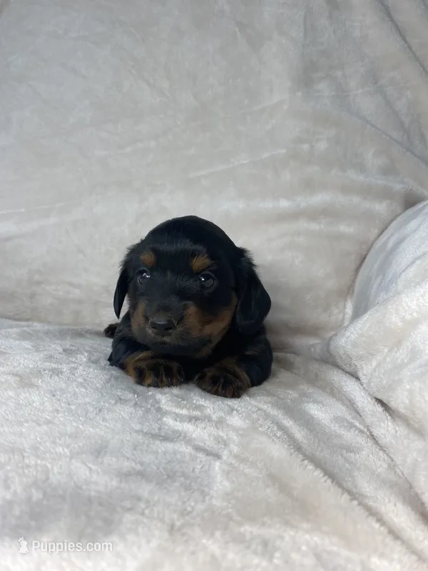 Bonnie – Miniature Dachshund puppy for sale in Nappanee, IN