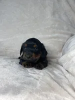 Bonnie, a female Miniature Dachshund for sale in Nappanee, IN – 1 of 4