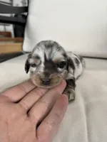 Rico, a male Miniature Dachshund for sale in Nappanee, IN – Photo 3 of 5