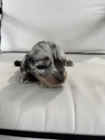 Rico, a male Miniature Dachshund for sale in Nappanee, IN – Photo 5 of 5